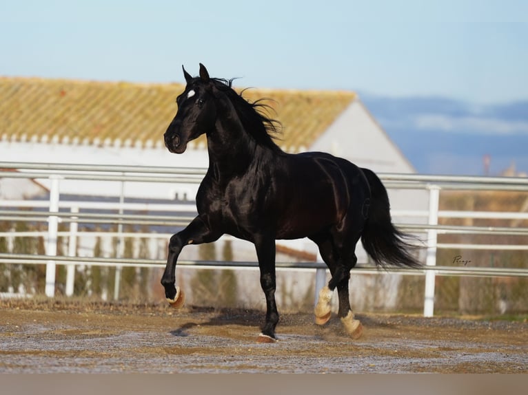 PRE Étalon Noir in Utiel