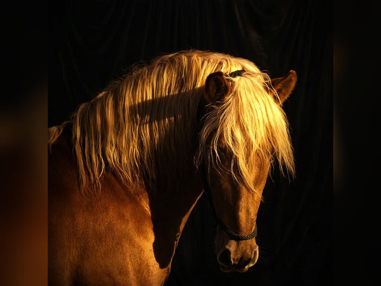 PRE Étalon Palomino in Stahnsdorf