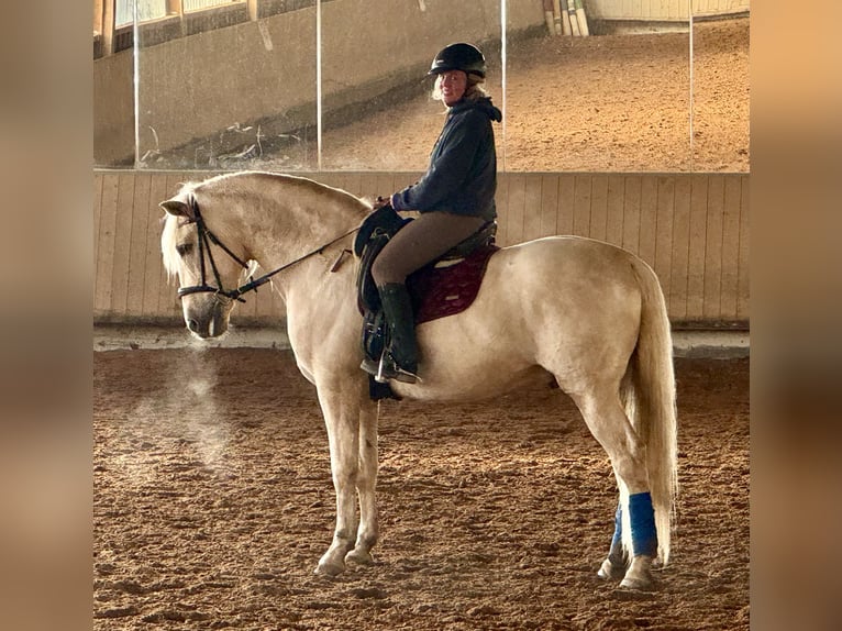 PRE Étalon Palomino in Filderstadt