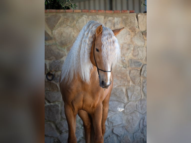 PRE Étalon Palomino in Vejer de la Frontera