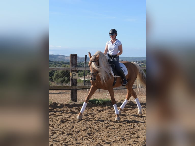 PRE Étalon Palomino in Vejer de la Frontera
