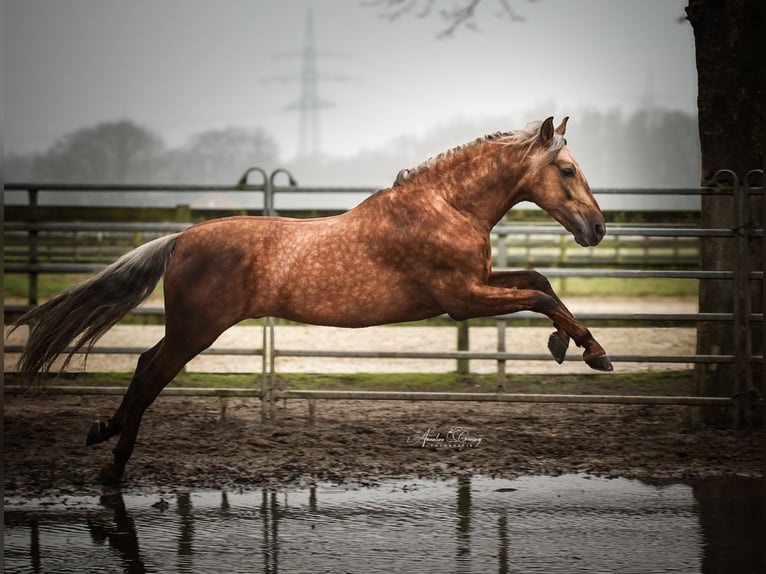 PRE Étalon Palomino in Münster