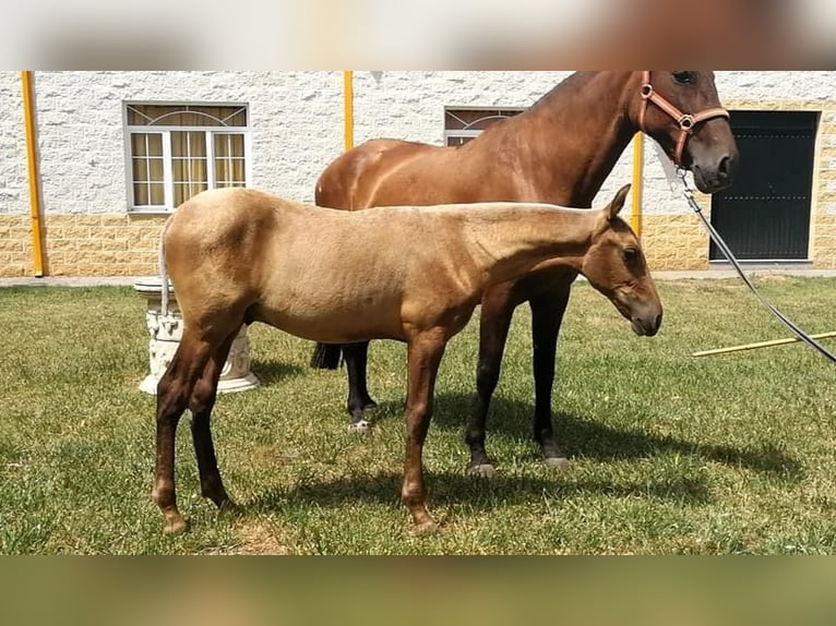 PRE Étalon Palomino in Münster