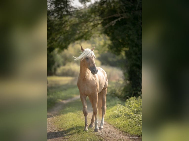 PRE Étalon Palomino in caumont