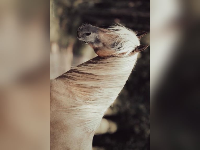 PRE Étalon Palomino in caumont