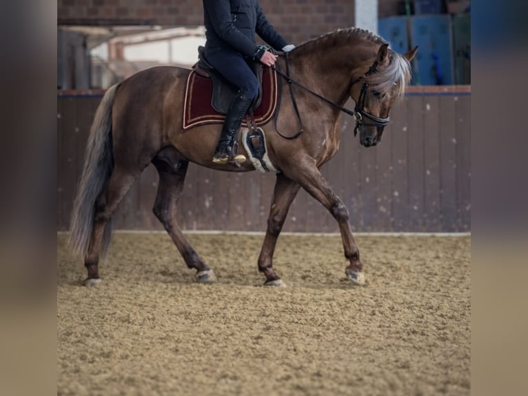 PRE Étalon Palomino in Haltern am See
