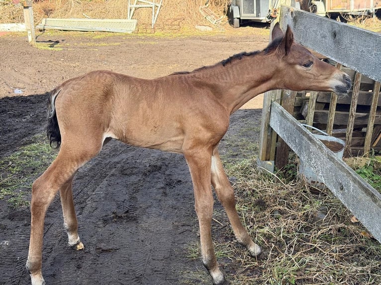 PRE Étalon Palomino in Haltern am See