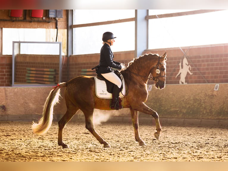 PRE Étalon Palomino in Haltern am See