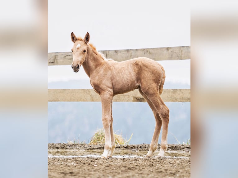 PRE Étalon Palomino in Haltern am See