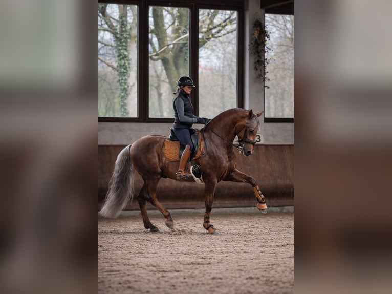 PRE Étalon Palomino in Haltern am See
