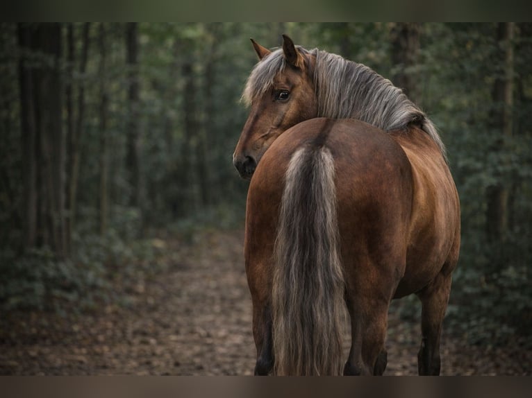 PRE Étalon Palomino in Haltern am See