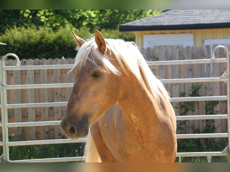 PRE Étalon Palomino in Steinsberg