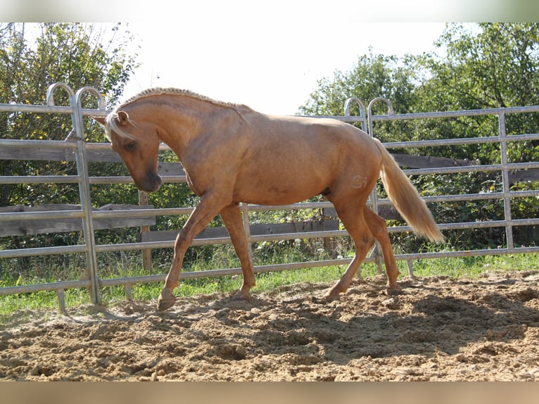 PRE Étalon Palomino in Steinsberg