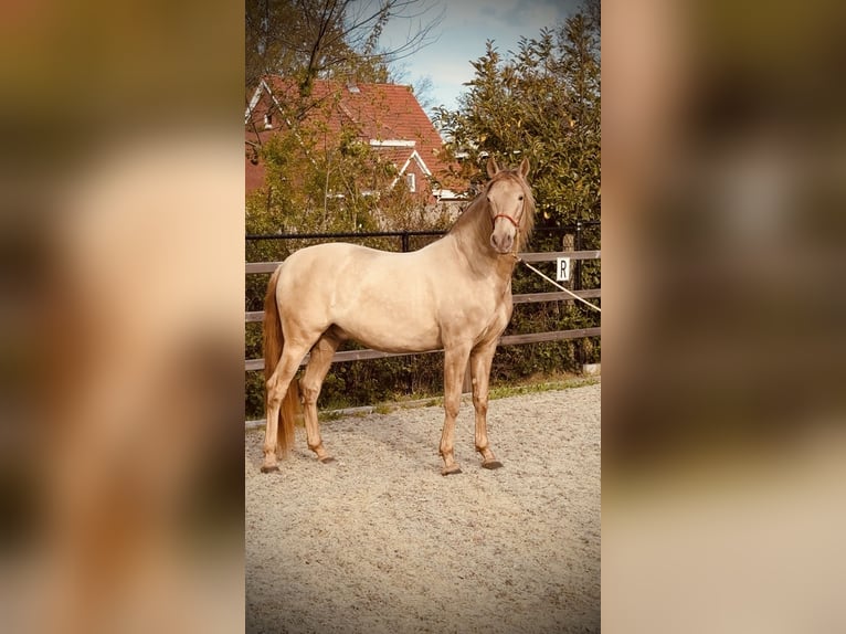 PRE Étalon Perle in Stabroek