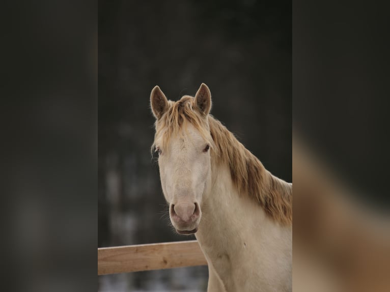 PRE Étalon Perle in Stockach