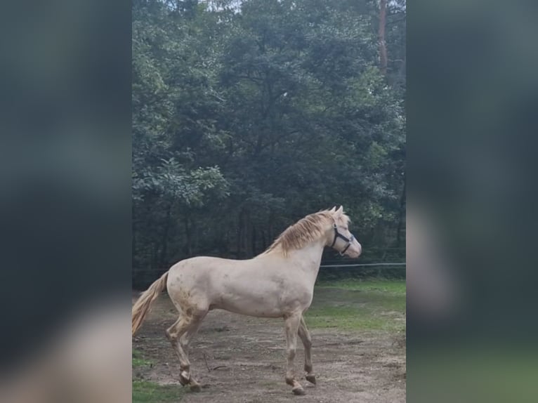 PRE Étalon Perlino in Celle