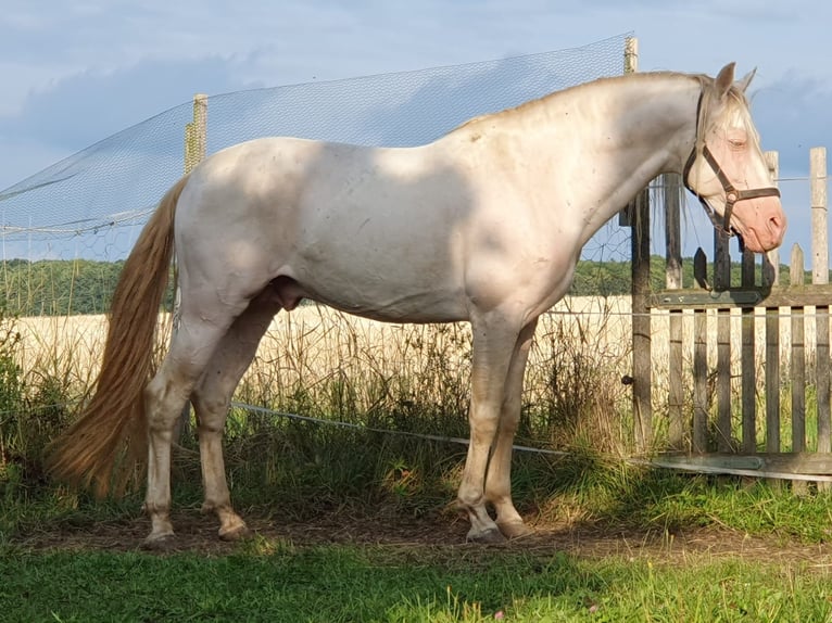 PRE Étalon Perlino in Ohrenbach