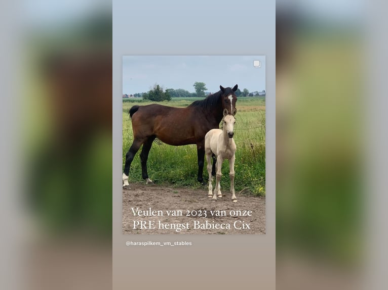 PRE Étalon Perlino in Boezinge