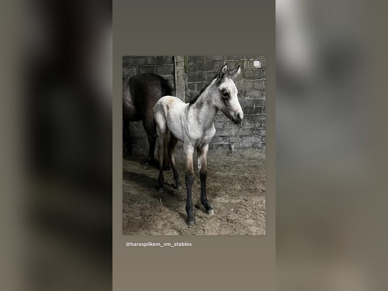 PRE Étalon Perlino in Boezinge