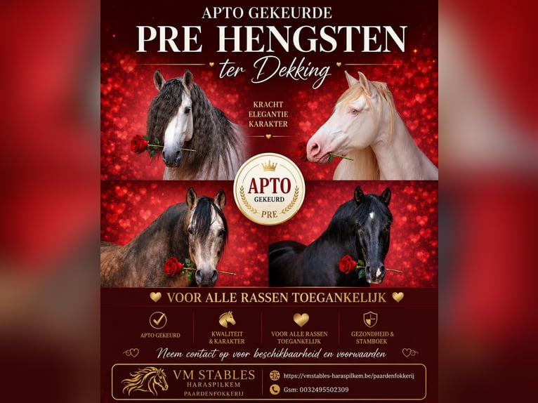 PRE Étalon Perlino in Boezinge