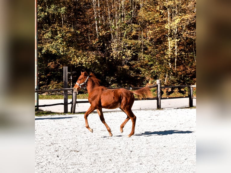 PRE Croisé Étalon Poulain (05/2024) 123 cm Alezan cuivré in Žiri