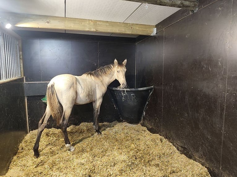 PRE Étalon Poulain (03/2025) 130 cm Buckskin in Nieuwerkerken