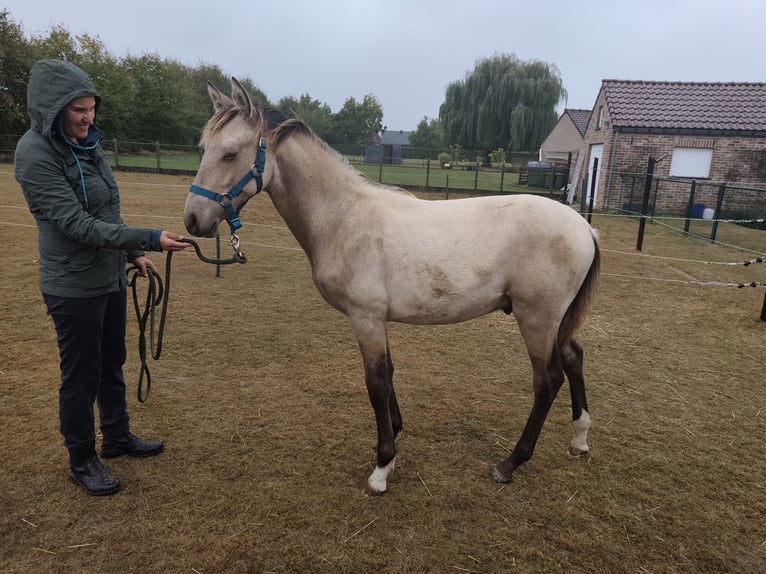 PRE Étalon Poulain (03/2025) 130 cm Buckskin in Nieuwerkerken