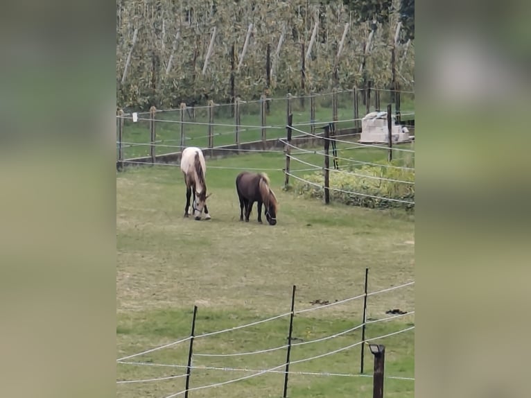 PRE Étalon Poulain (03/2025) 130 cm Buckskin in Nieuwerkerken