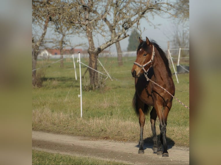 PRE Étalon  136 cm Bai in Filderstadt