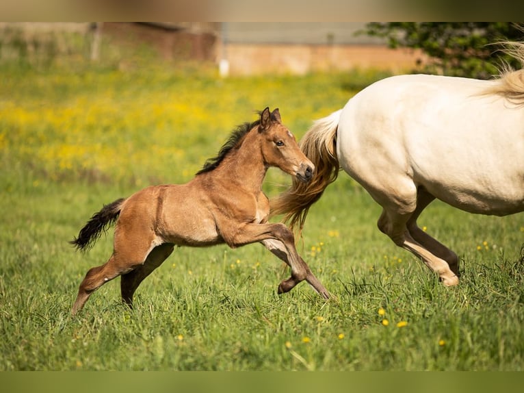 PRE Étalon Poulain (04/2024) 140 cm Buckskin in Feuchtwangen