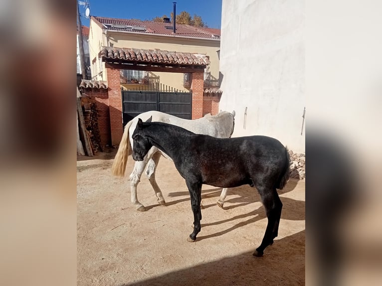 PRE Étalon Poulain (04/2024) 150 cm Gris noir in ALALPARDO