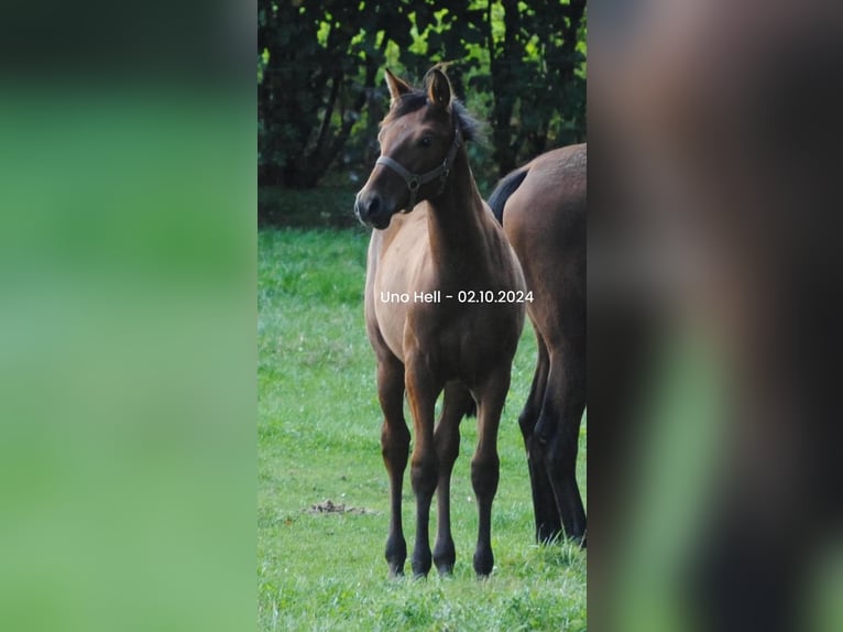 PRE Croisé Étalon Poulain (04/2024) 158 cm Bai in Himmelpforten