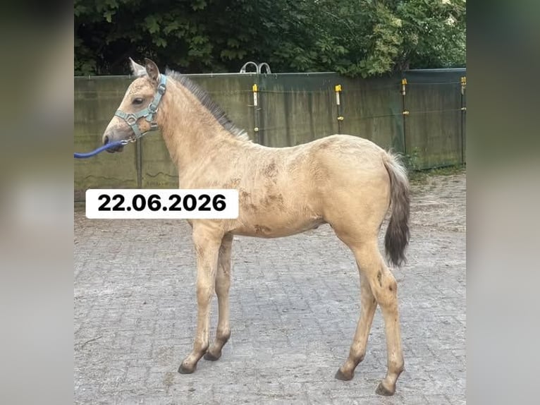 PRE Étalon Poulain (01/2026) 158 cm Buckskin in Himmelpforten