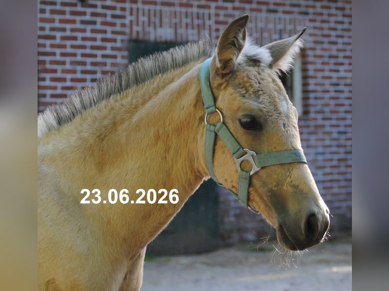 PRE Étalon Poulain (01/2026) 158 cm Buckskin in Himmelpforten