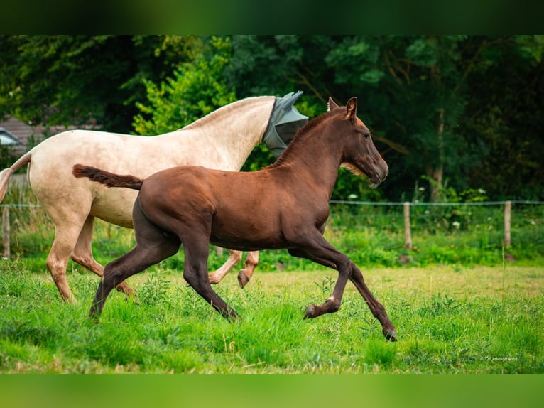 PRE Étalon Poulain (04/2024) 160 cm Alezan brûlé in Le coudray sur thelle