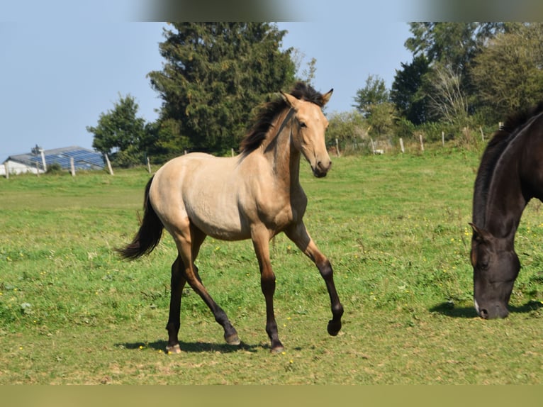 PRE Étalon Poulain (03/2024) 160 cm Buckskin in Dochamps