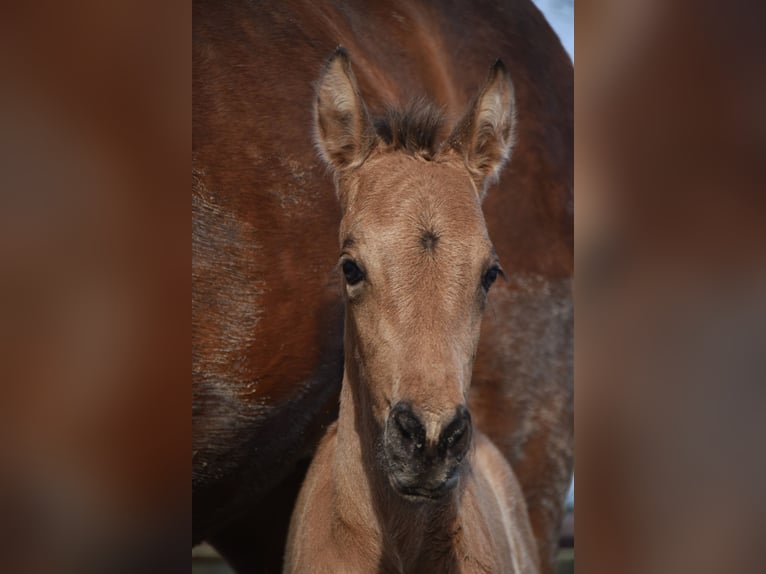 PRE Étalon Poulain (03/2024) 160 cm Buckskin in Dochamps