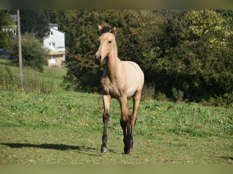 PRE Étalon Poulain (03/2024) 160 cm Buckskin in Dochamps