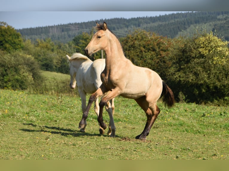 PRE Étalon Poulain (03/2024) 160 cm Buckskin in Dochamps