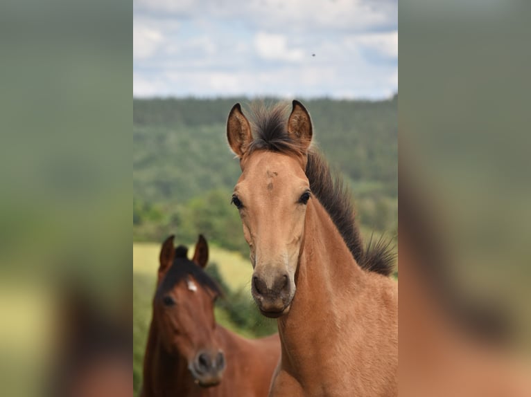 PRE Étalon Poulain (03/2024) 160 cm Buckskin in Dochamps