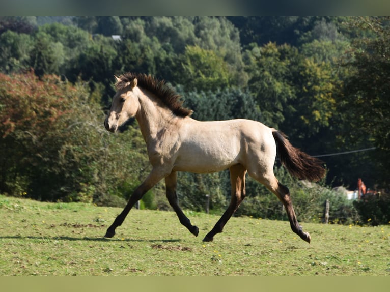 PRE Étalon Poulain (03/2024) 160 cm Buckskin in Dochamps