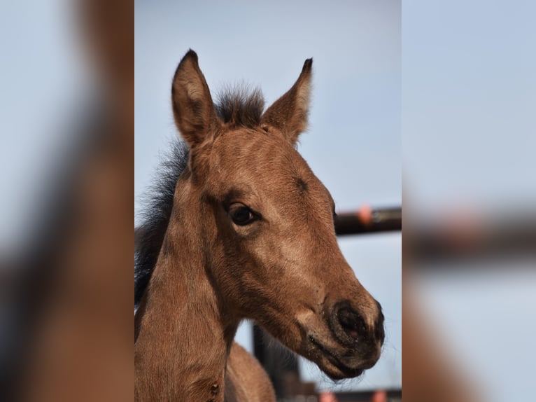 PRE Étalon Poulain (03/2024) 160 cm Buckskin in Dochamps