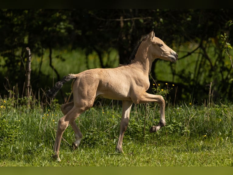 PRE Étalon Poulain (04/2026) 160 cm Buckskin in Feuchtwangen