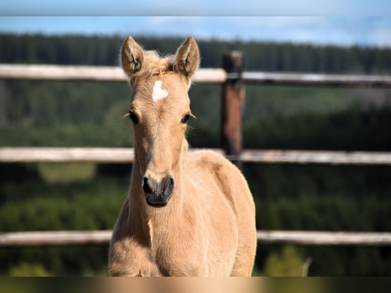 PRE Étalon Poulain (03/2024) 160 cm Palomino in Dochamps