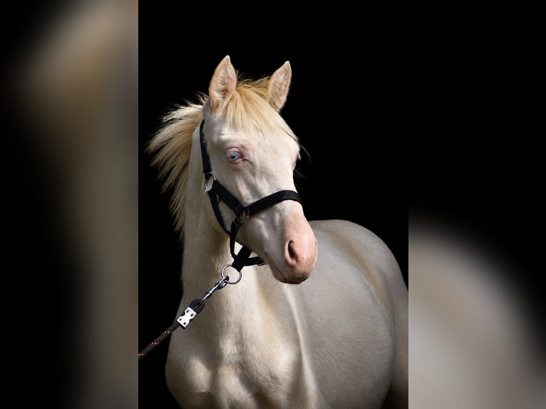 PRE Étalon Poulain (01/2026) 160 cm Perlino in Dochamps