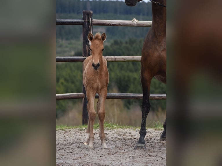 PRE Étalon Poulain (03/2026) 162 cm Buckskin in Dochamps