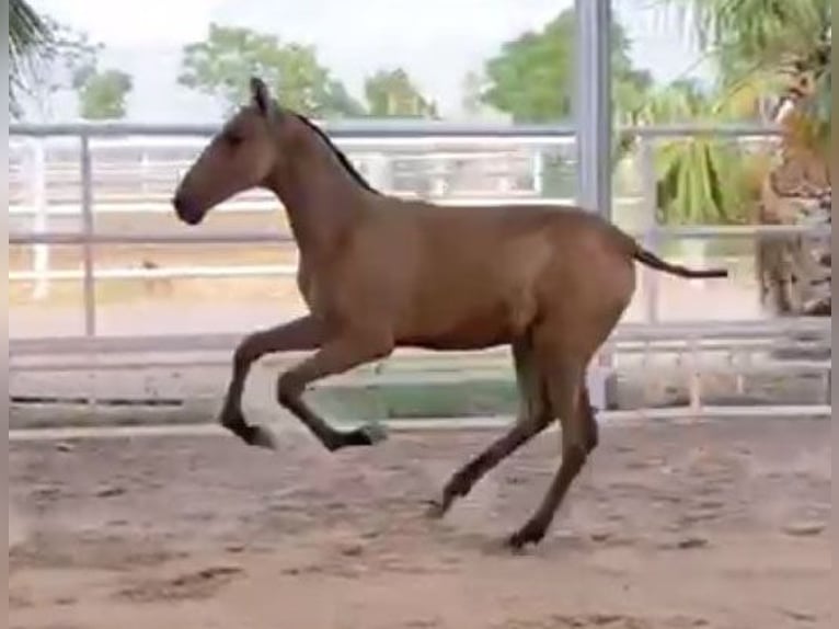 PRE Étalon Poulain (04/2024) 162 cm Buckskin in Malaga