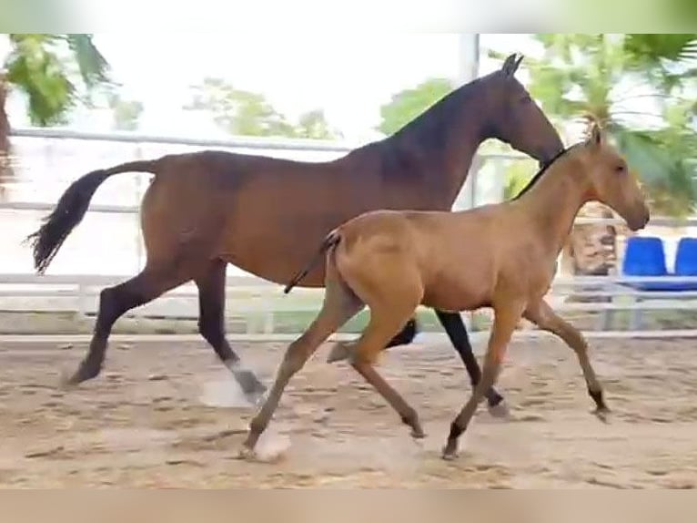 PRE Étalon Poulain (04/2024) 162 cm Buckskin in Malaga