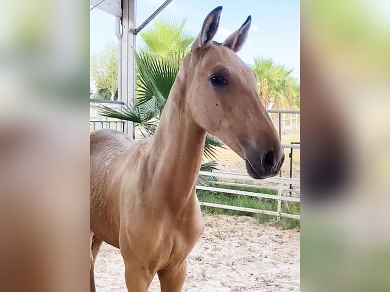 PRE Étalon Poulain (04/2024) 162 cm Buckskin in Malaga