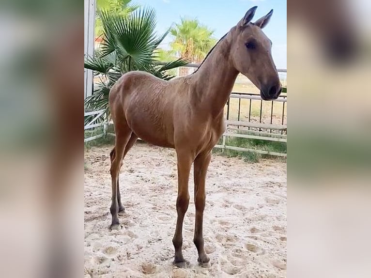 PRE Étalon Poulain (04/2024) 162 cm Buckskin in Malaga